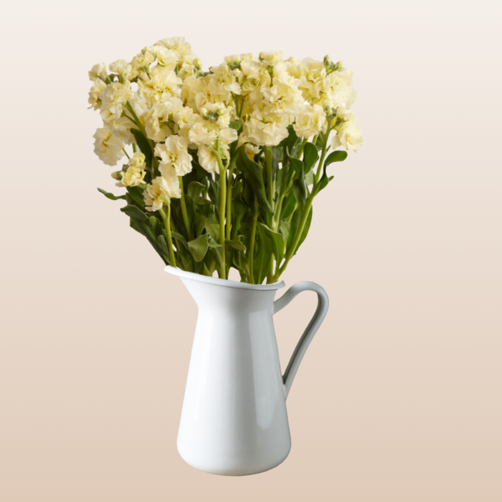 Stock Ivory