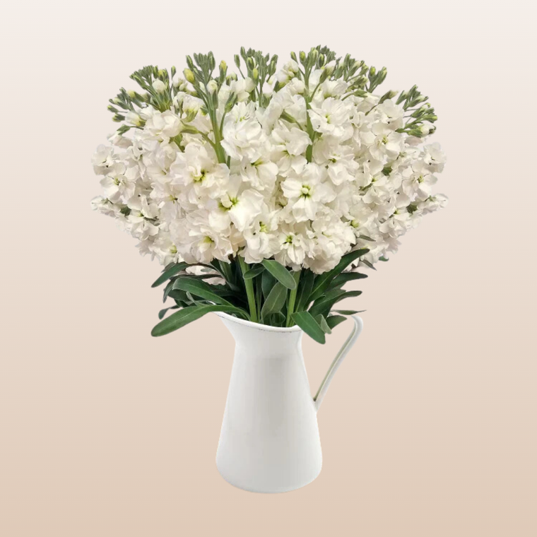 Stock White