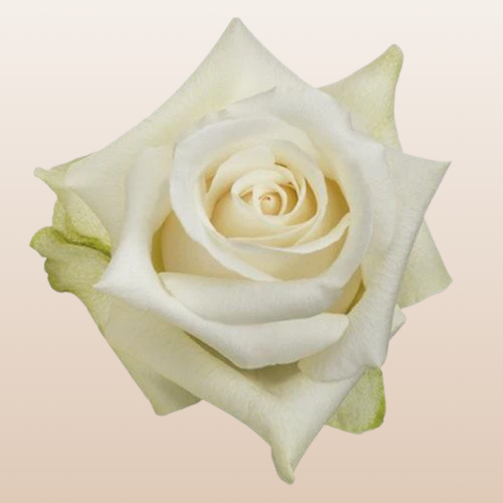 Sublime Roses