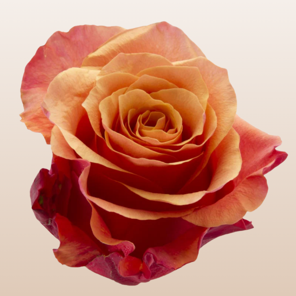 Sunset Glory Rose
