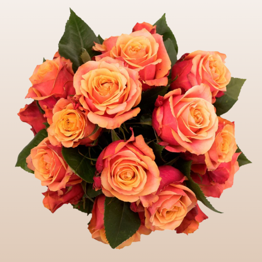 Sunset Glory Rose