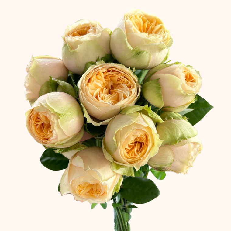 Vanilla Catalina Garden Roses