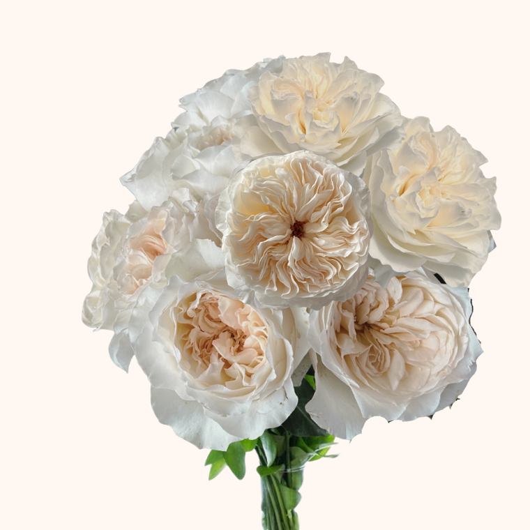 Vicky Garden Roses