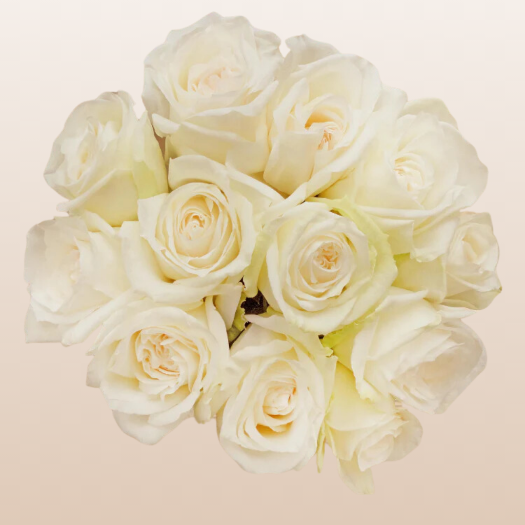 White O'hara Garden Roses