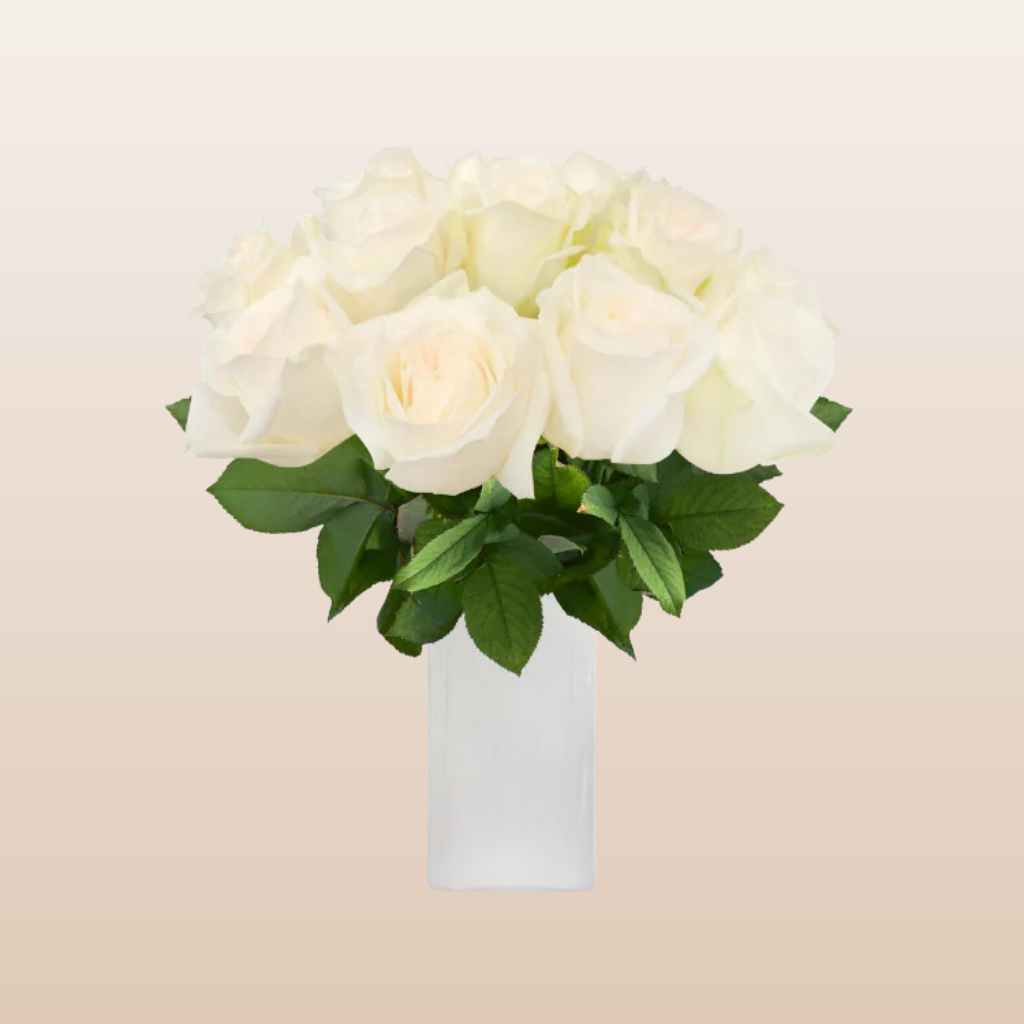 White O'hara Garden Roses