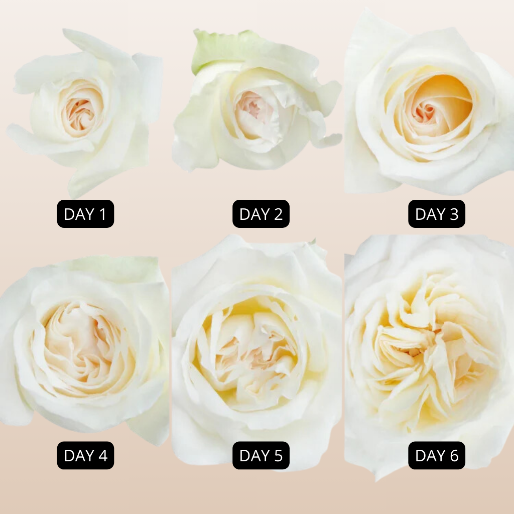 White O'hara Garden Roses