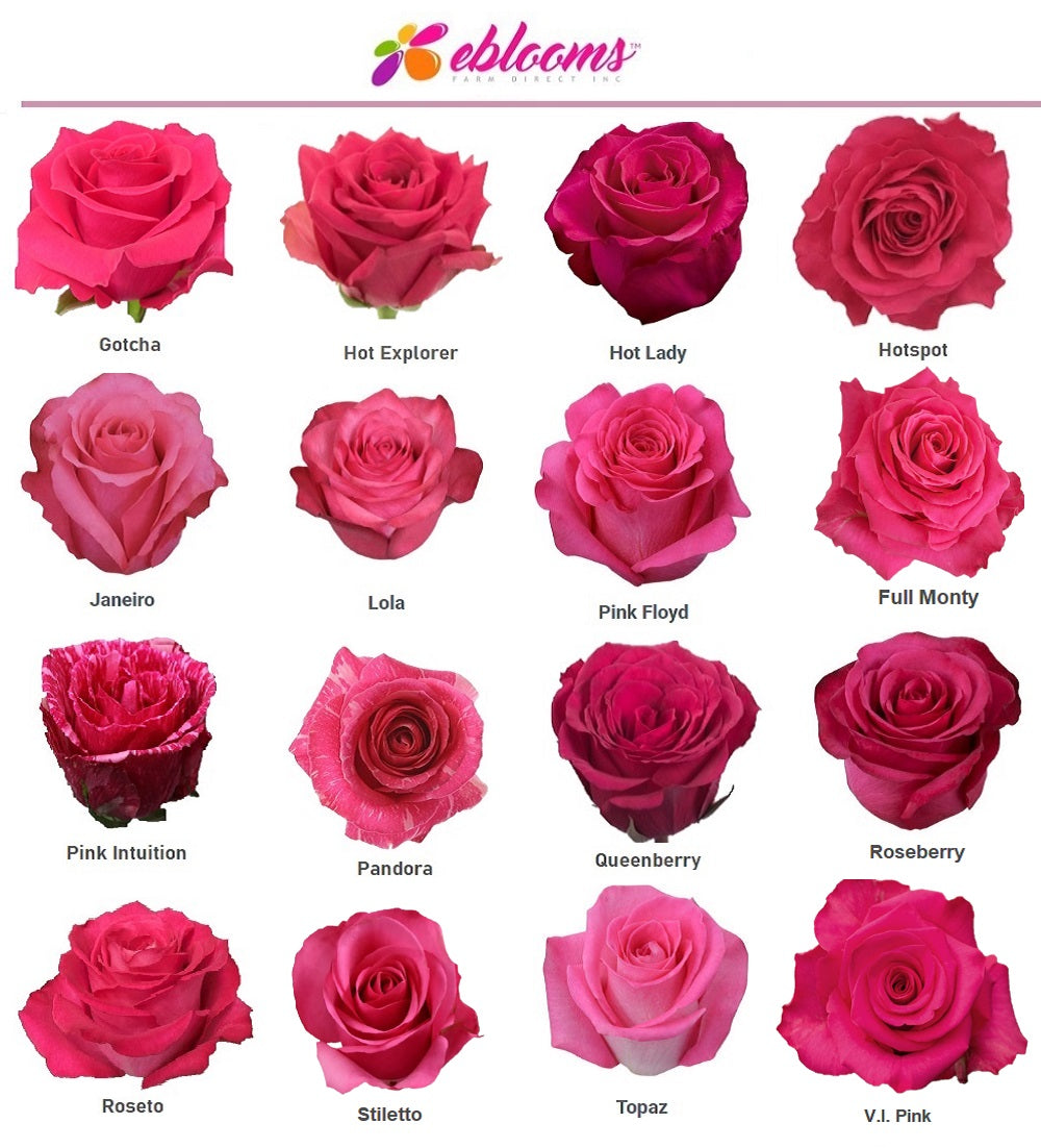 Lola Rose Variety - Hot Pink Roses near me - EbloomsDirect – Eblooms ...