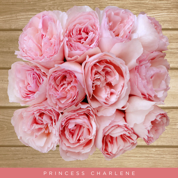 Garden Roses Princess Charlene Pink Rose Bush on Sale Free Delivery $80 ...