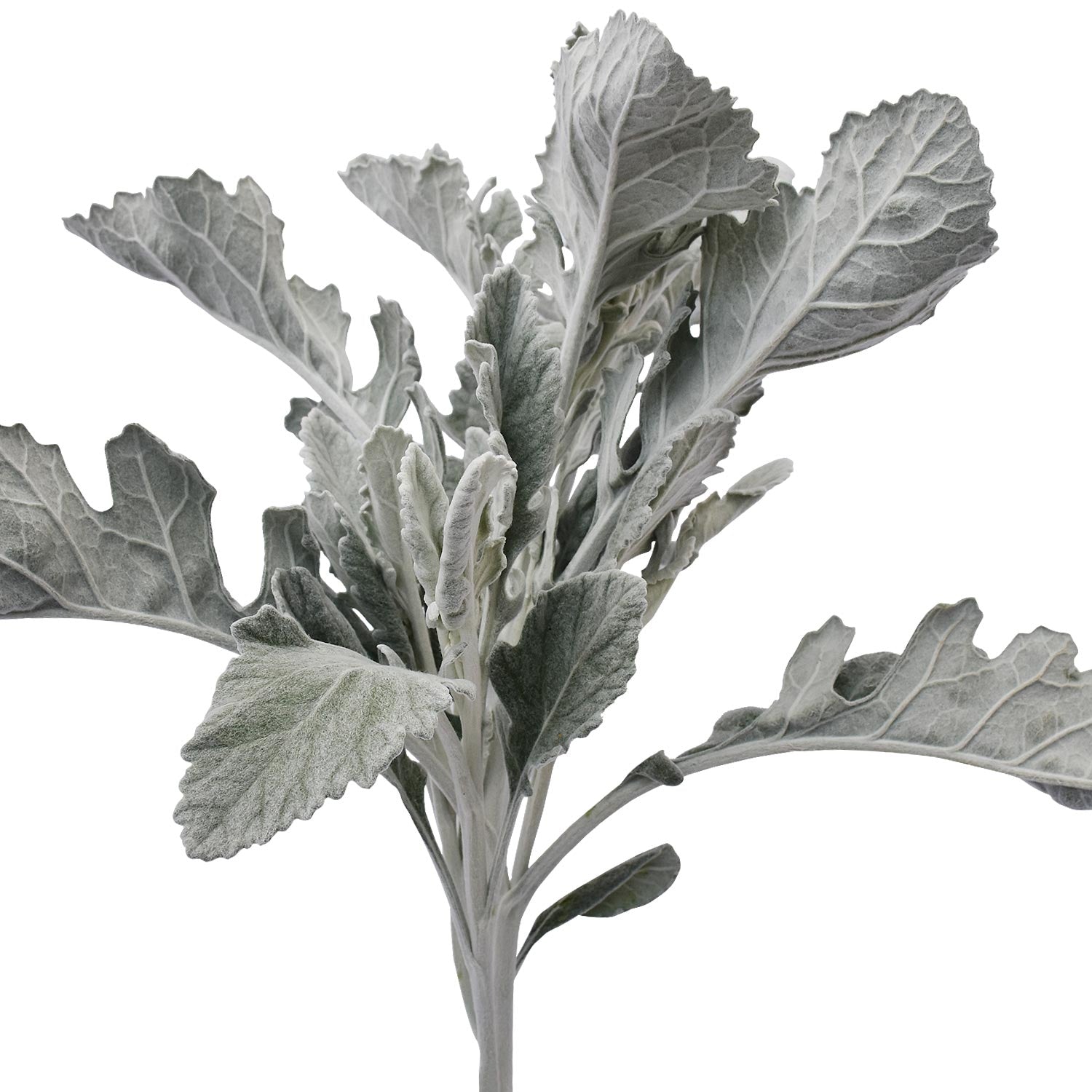 Dusty Miller Combo Mix – Eblooms Farm Direct Inc.