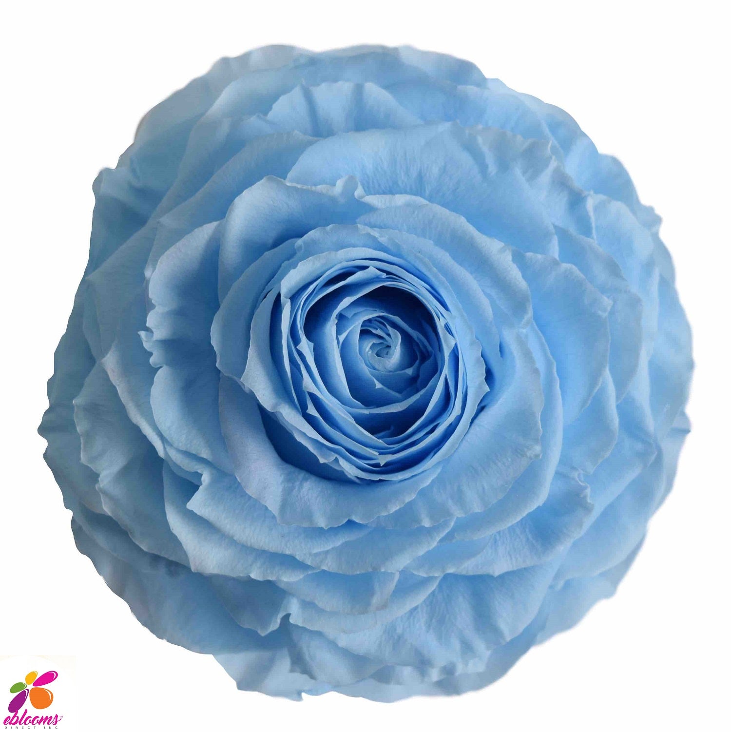 Preserved Roses Baby Blue – Eblooms Farm Direct Inc.