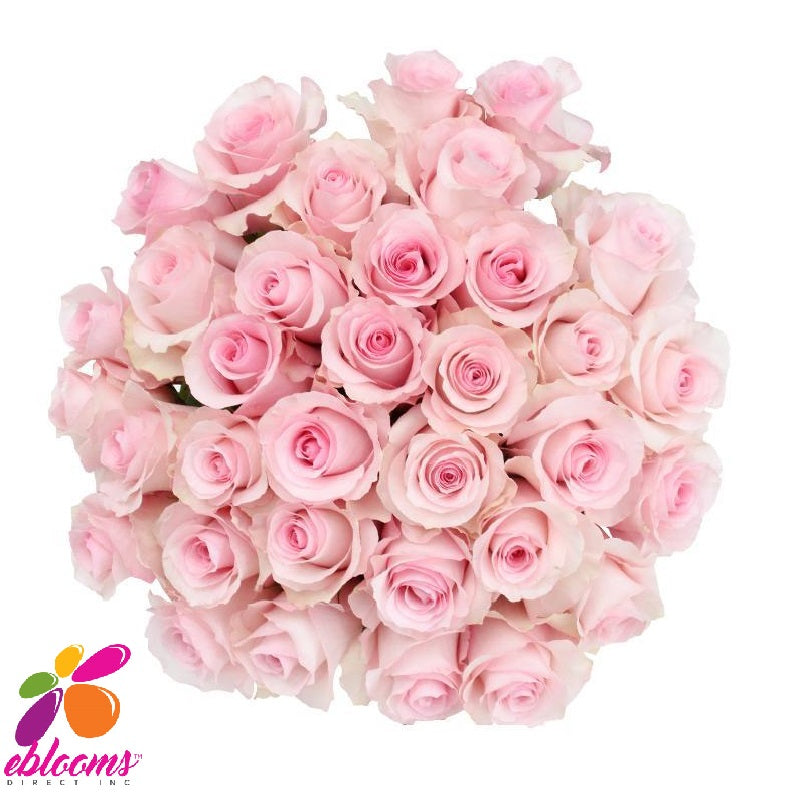Christa Rose Variety Light pink - EbloomsDirect