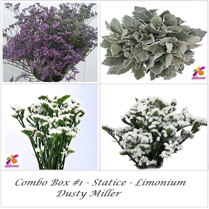 Combo Box 1- Statice - Limonium - Dusty Miller – Eblooms Farm Direct Inc.