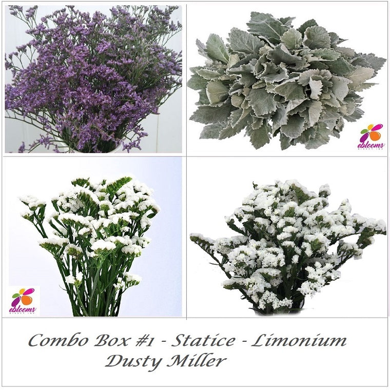 Combo Box 1- Statice - Limonium - Dusty Miller