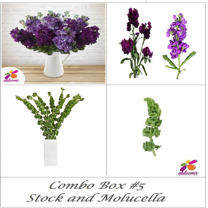 Combo Box 5- Stock Single and Molucella – Eblooms Farm Direct Inc.