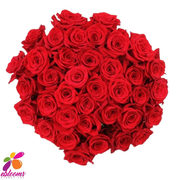 Freedom Rose Variety - EbloomsDirect – Eblooms Farm Direct Inc.