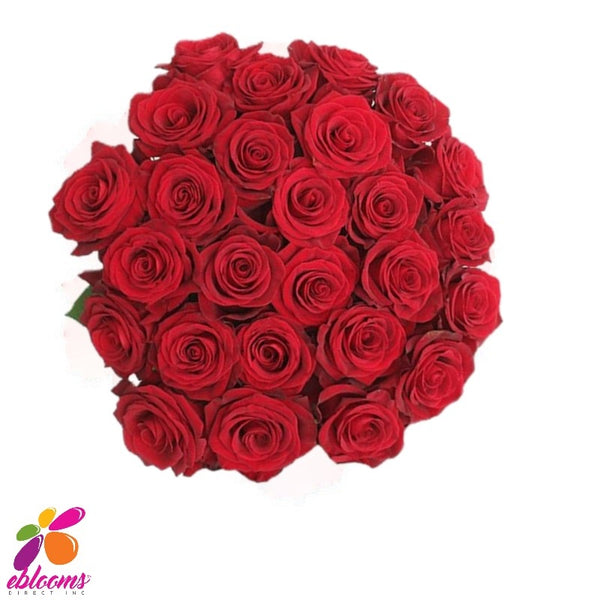 Hallelujah Red Rose Variety - EbloomsDirect – Eblooms Farm Direct Inc.