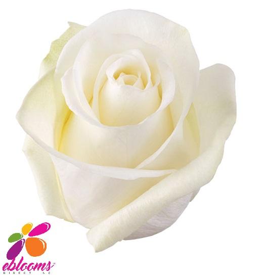 High And Pure Roses Eblooms Farm Direct Inc