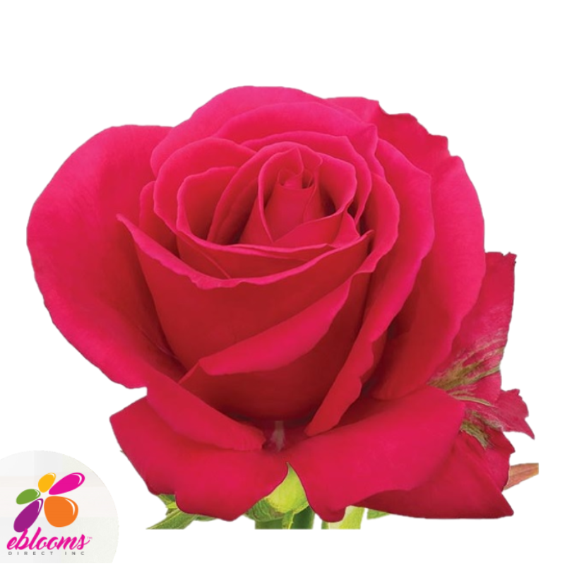 Hot Lady Rose Variety - Hot Pink Roses Near Me - EbloomsDirect ...