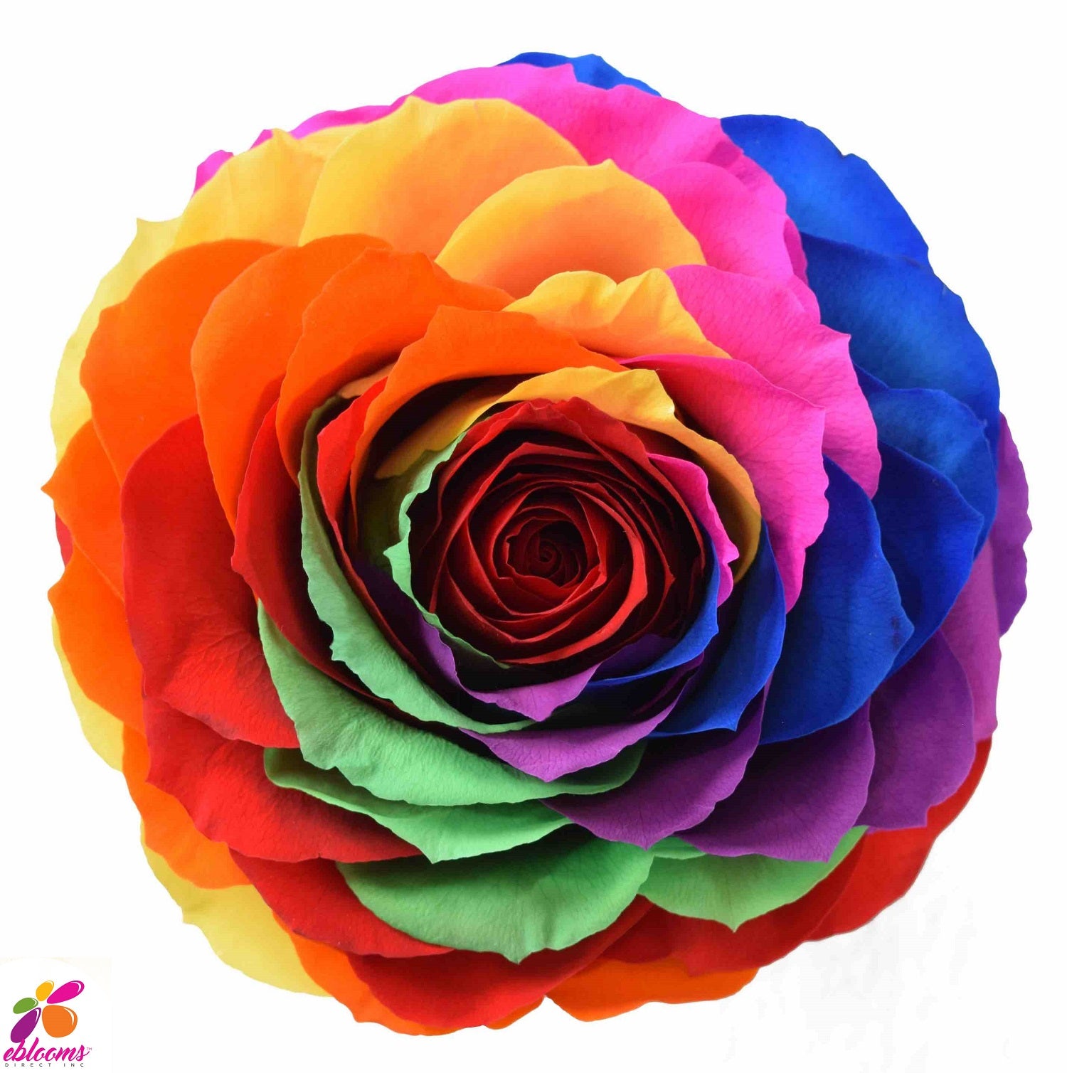 Preserved Roses Rainbow Bright – Eblooms Farm Direct Inc.