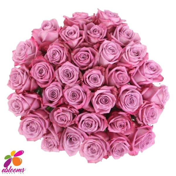 Opus Rose variety -EbloomsDirect – Eblooms Farm Direct Inc.