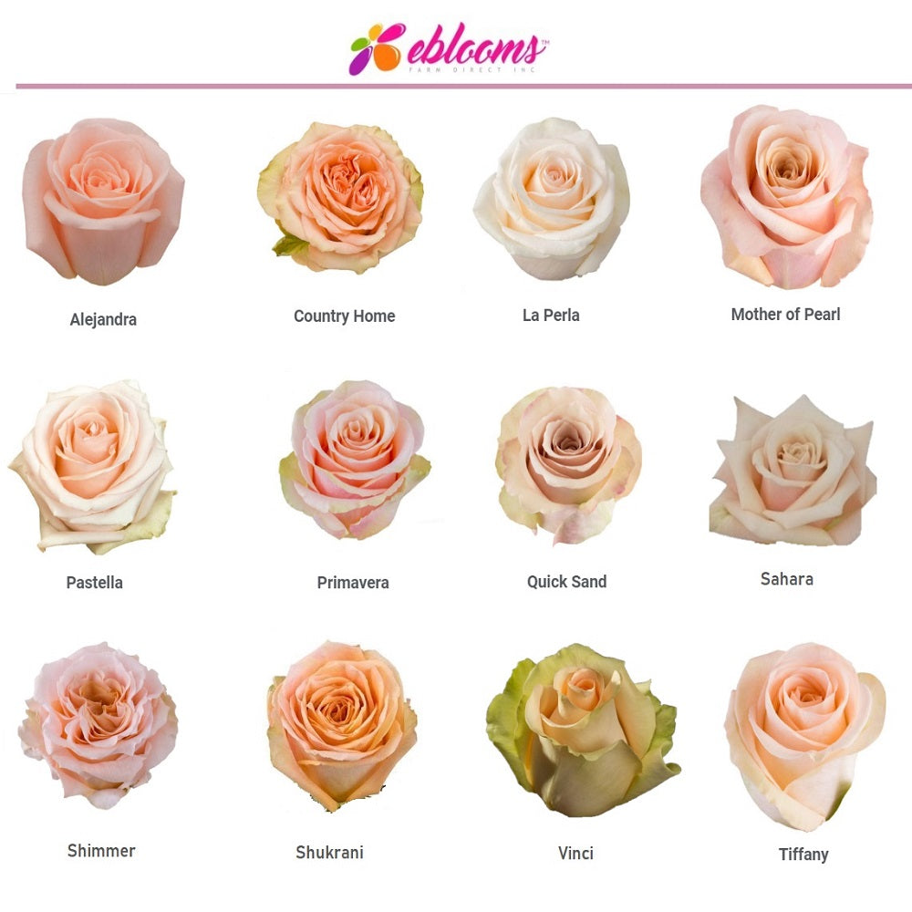 Rosa Loves Me  Peach and Pink Garden Rose - Exclusive Flowers Online