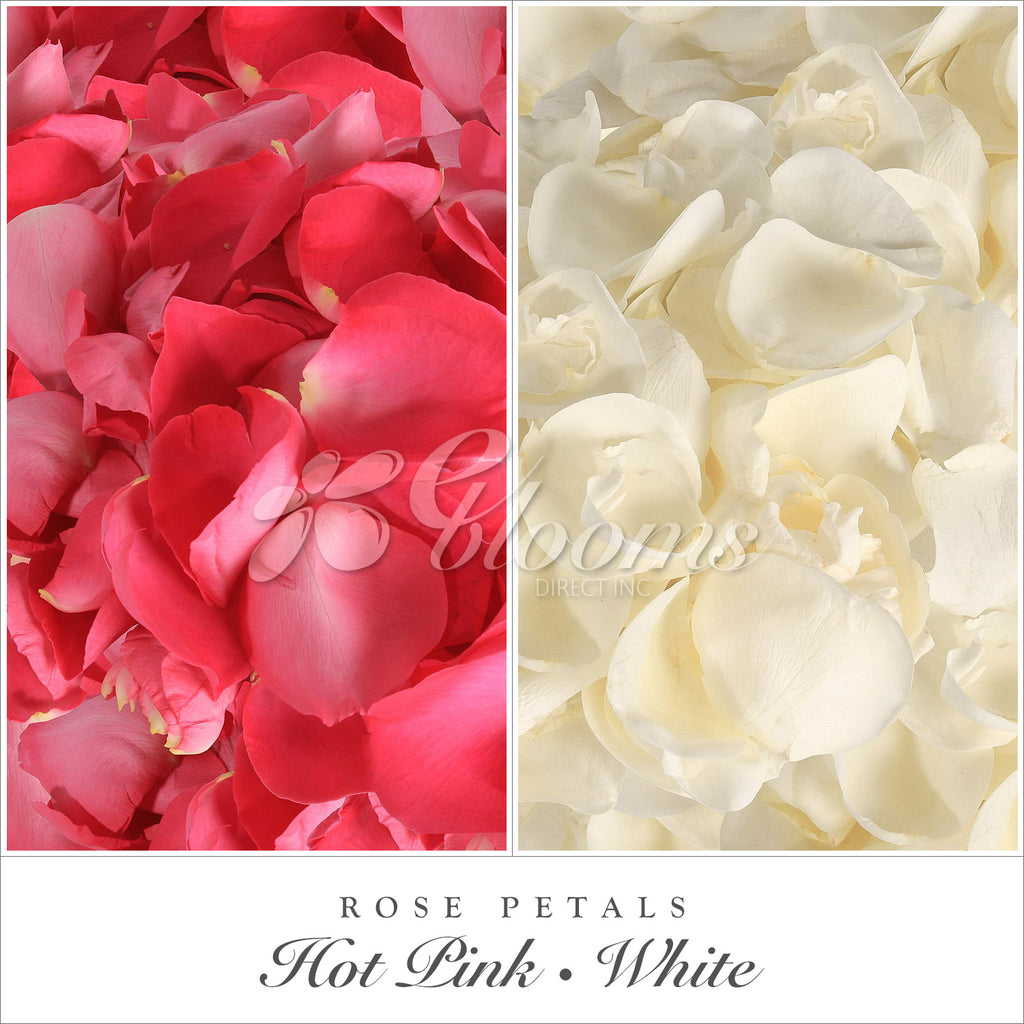 Hot Pink and Off-White Rose Petals (60 Count)