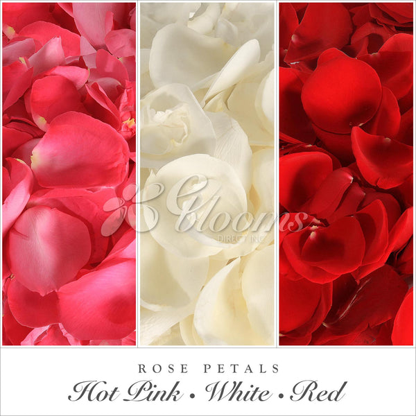 Rose Petals Hot Pink, Red and White – Eblooms Farm Direct Inc.