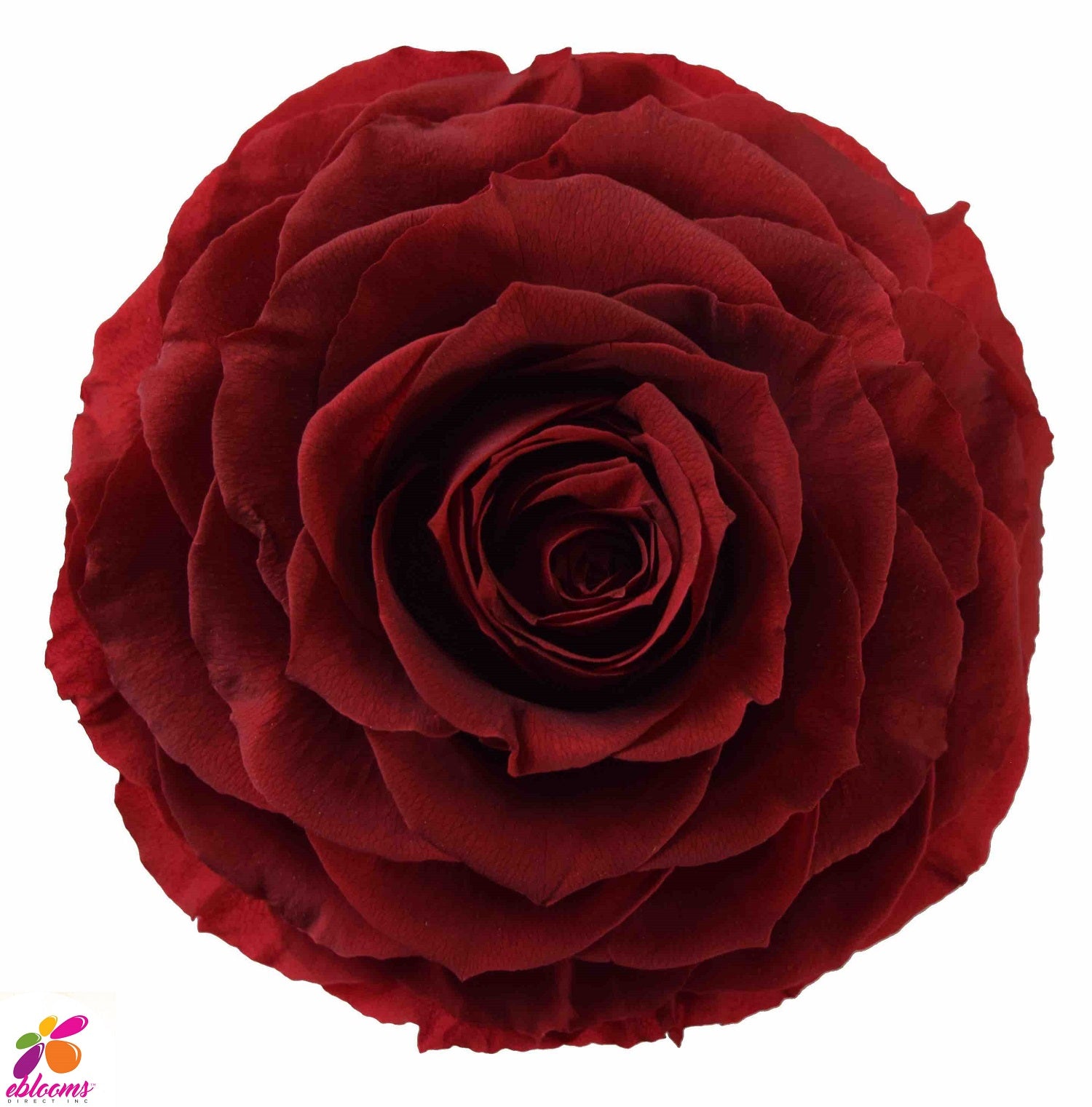 Preserved Roses Red Burgundy – Eblooms Farm Direct Inc.