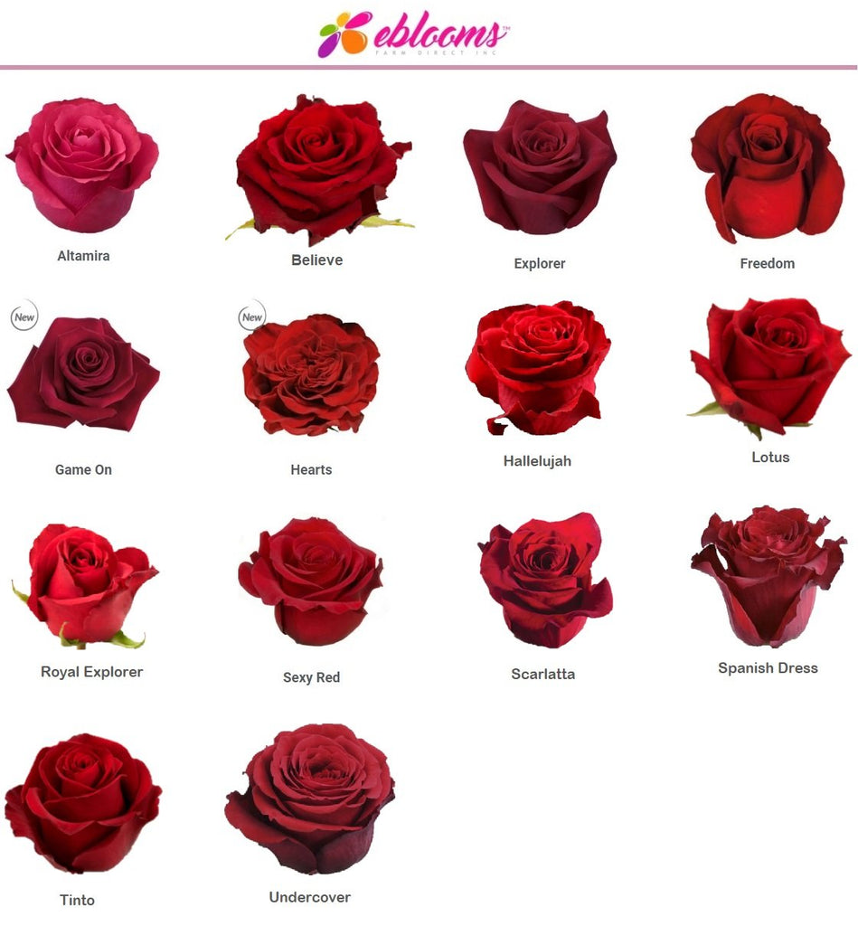 hjælpe helt bestemt Eftermæle Spanish Dress Red Rose Variety - EbloomsDirect – Eblooms Farm Direct Inc.