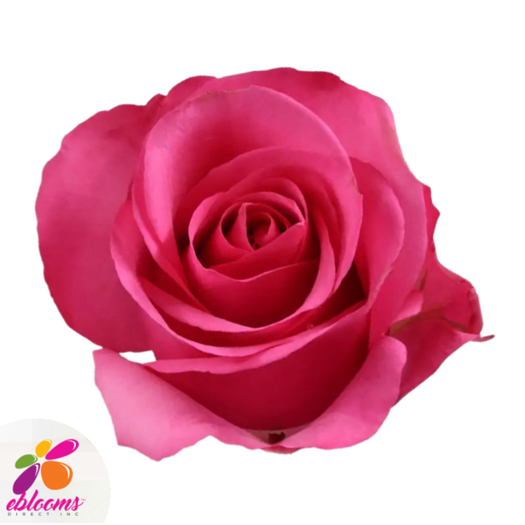 V.I.Pink Rose Variety - Hot Pink Roses near me - EbloomsDirect – Eblooms  Farm Direct Inc.