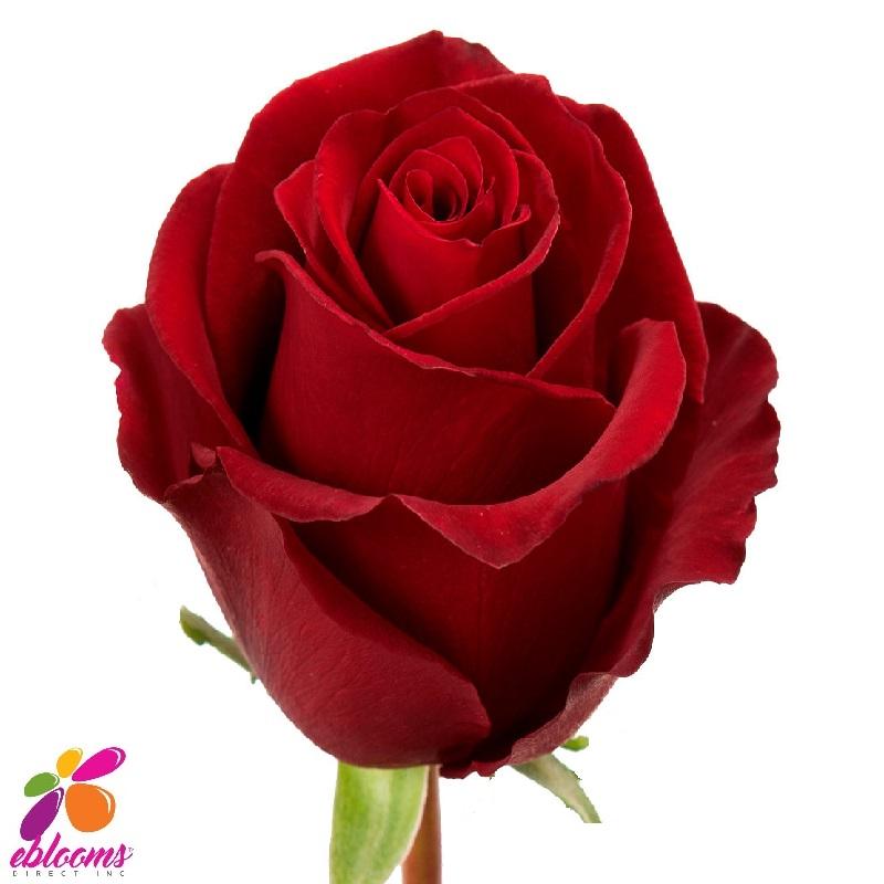  Red Roses- 50 Fresh Flowers- Beautiful Gift : Grocery &  Gourmet Food