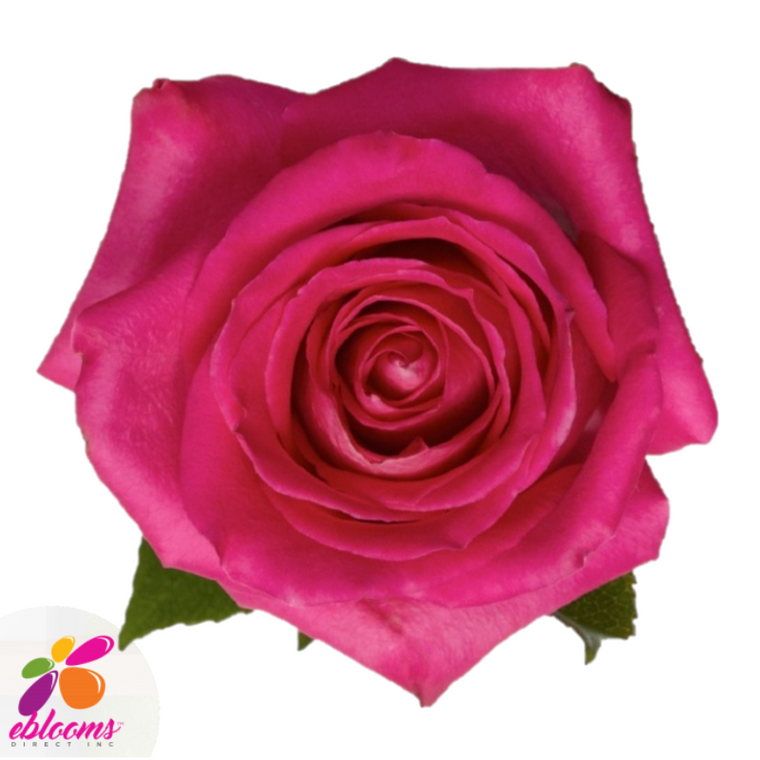 V.I.Pink Rose Variety - Hot Pink Roses near me - EbloomsDirect – Eblooms  Farm Direct Inc.