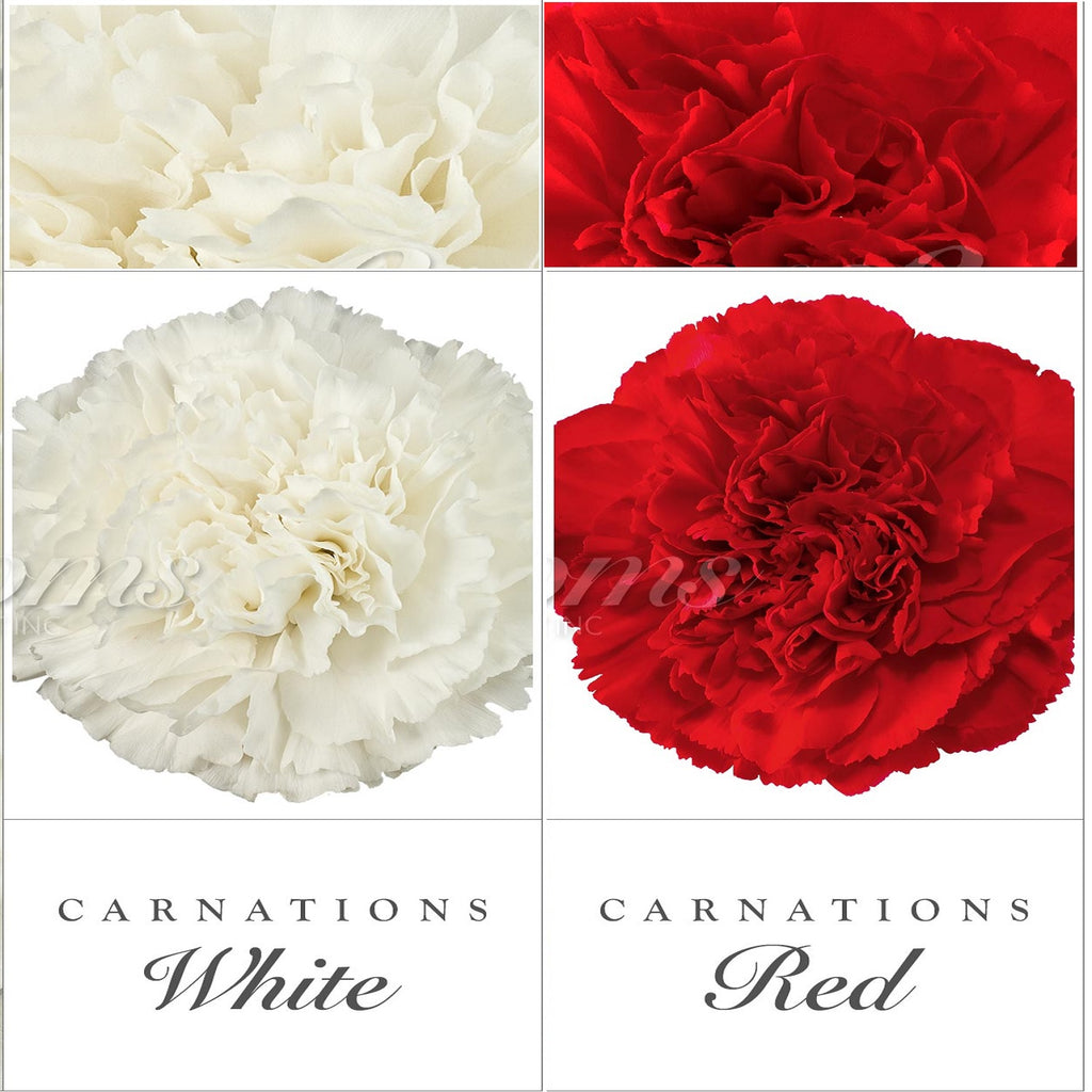Mini Carnations Bicolor White/Red – Eblooms Farm Direct Inc.