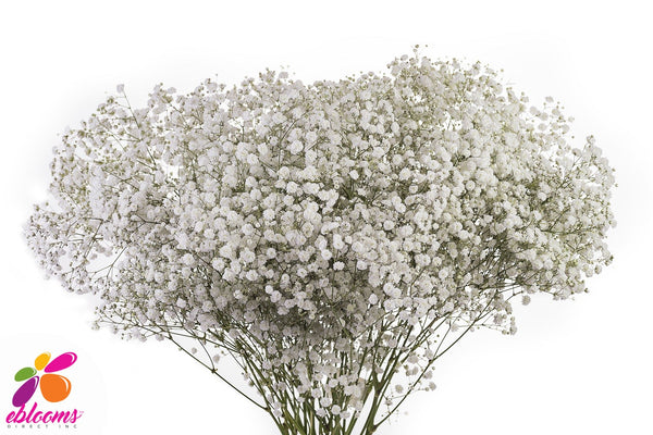 Baby's Breath Xlence – Eblooms Farm Direct Inc.