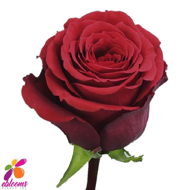 Sale Roses Online - Free Flowers Delivery Near me – Page 7 – Eblooms Farm  Direct Inc.